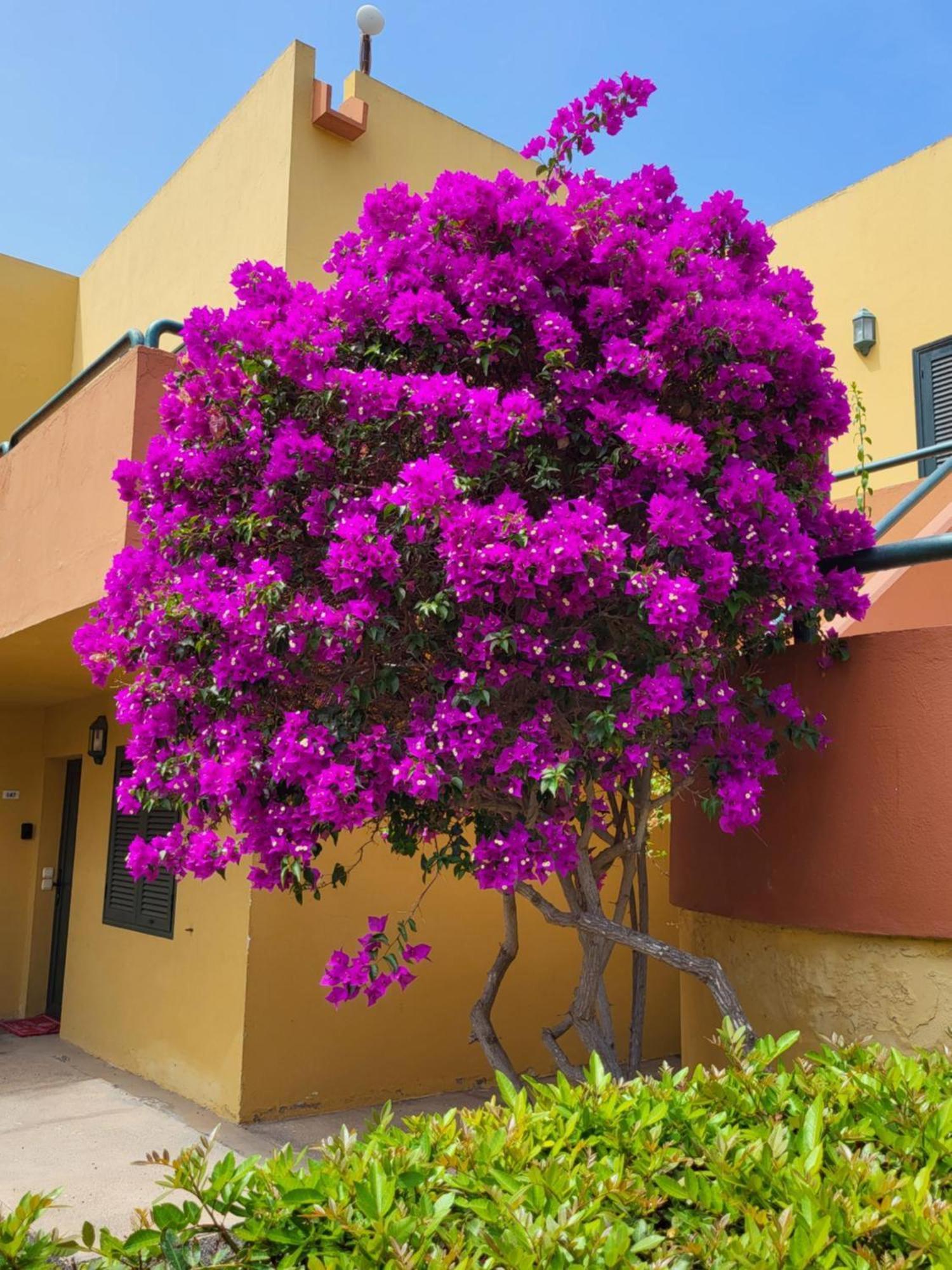 Casa Del Caballero Corralejo Eksteriør billede